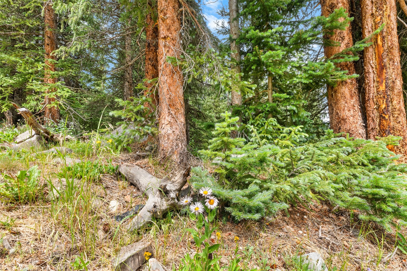 0057 County Road 675 Breckenridge CO 80424