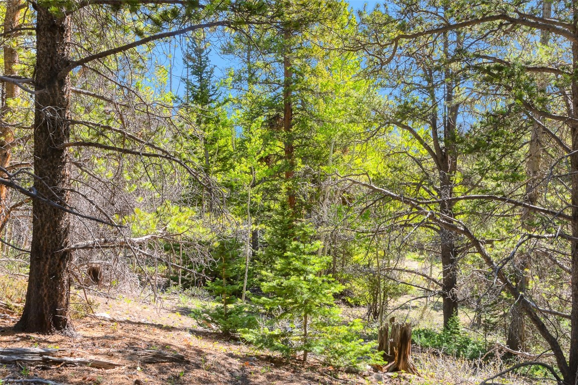715 Lewsader Road Alma CO 80420