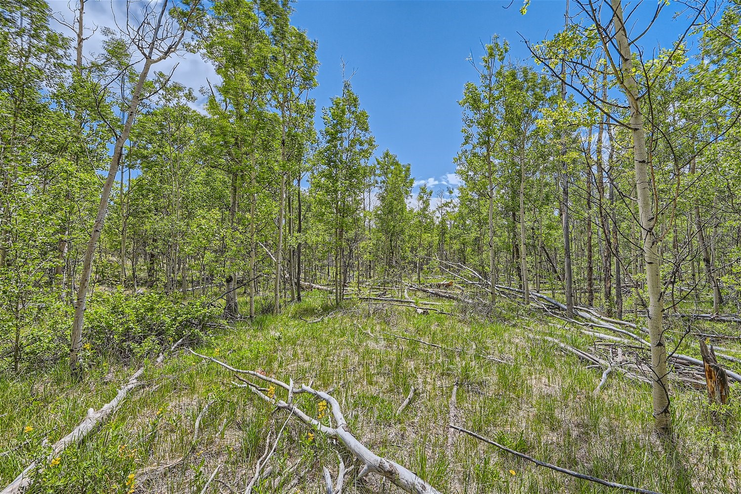 612 Iron Mountain Road Fairplay CO 80440
