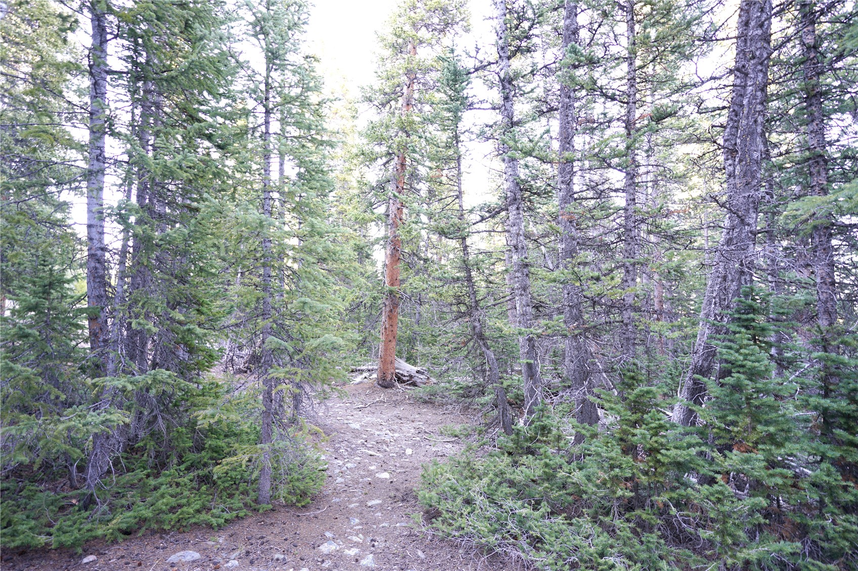 252 Silverheels Place Fairplay CO 80440
