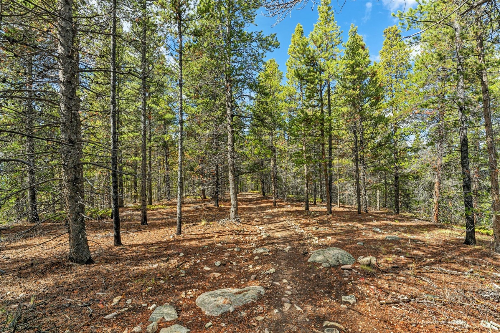 4227 J M C Leadville CO 80461