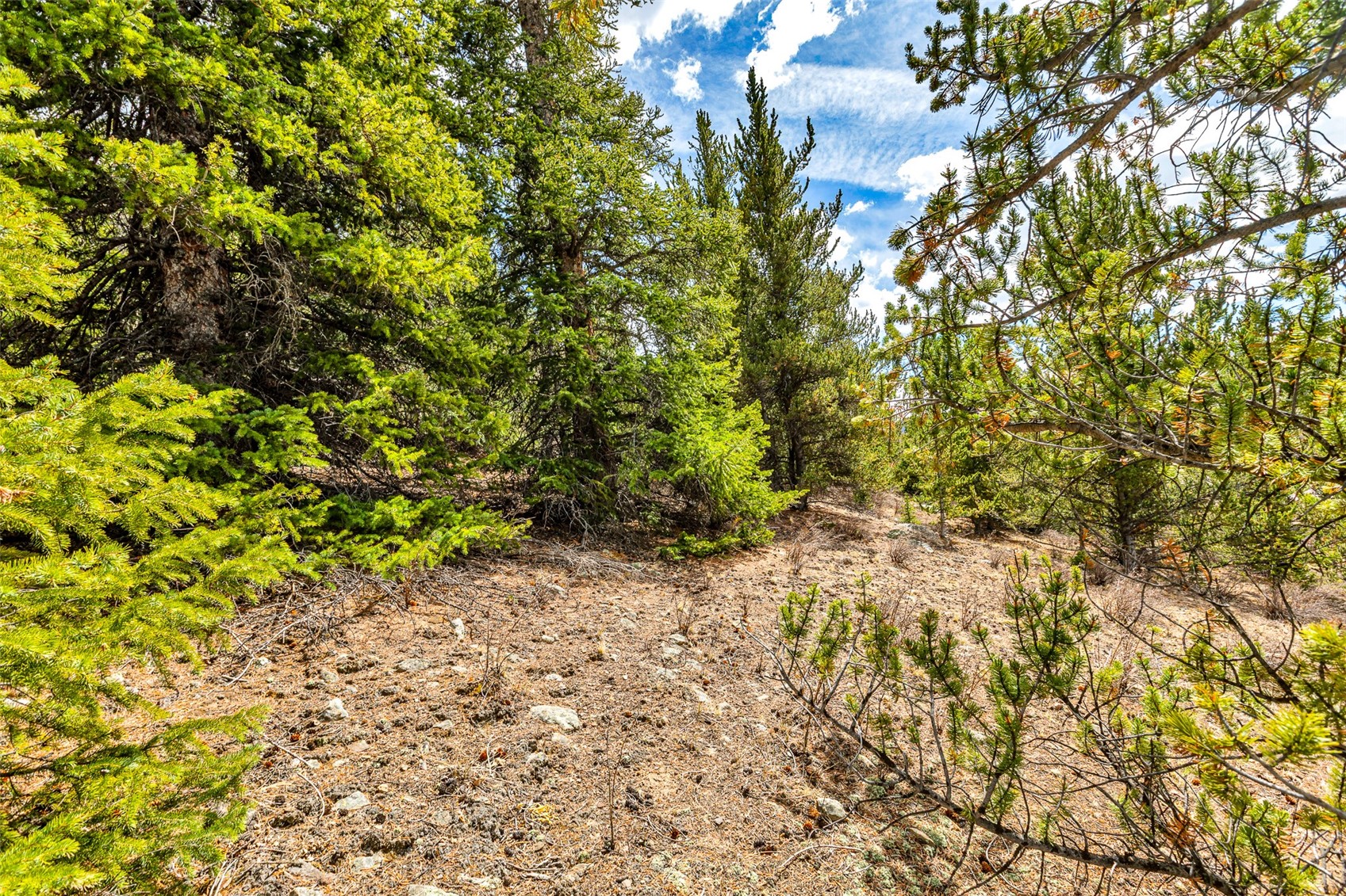 55780 Highway 9 Alma CO 80440