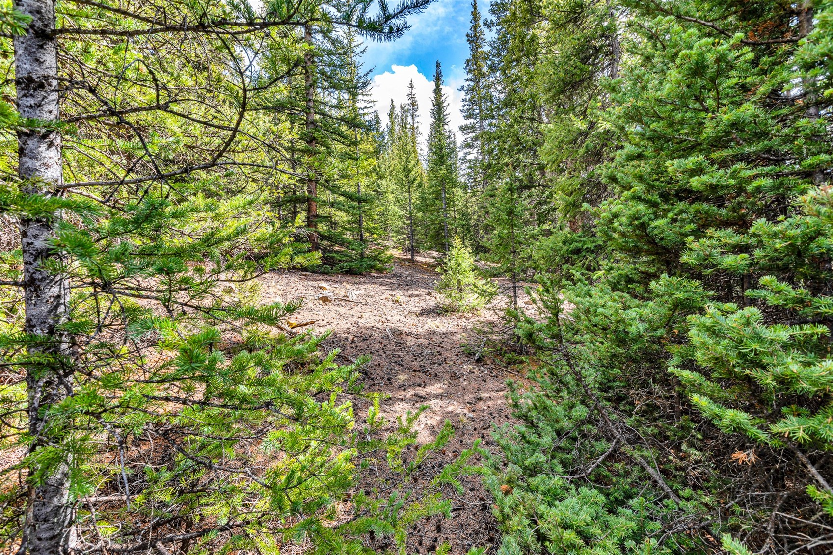55780 Highway 9 Alma CO 80440