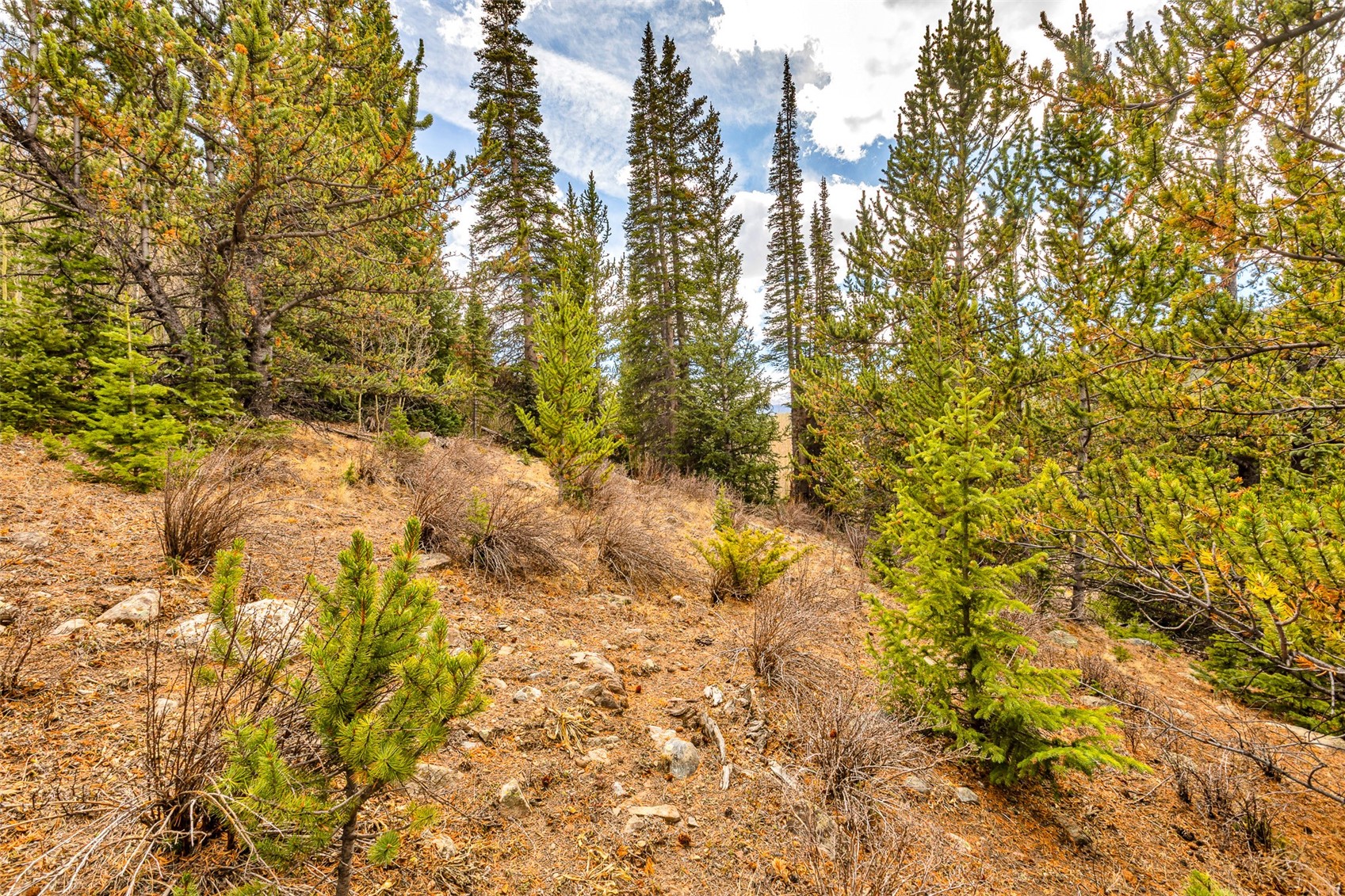 55780 Highway 9 Alma CO 80440