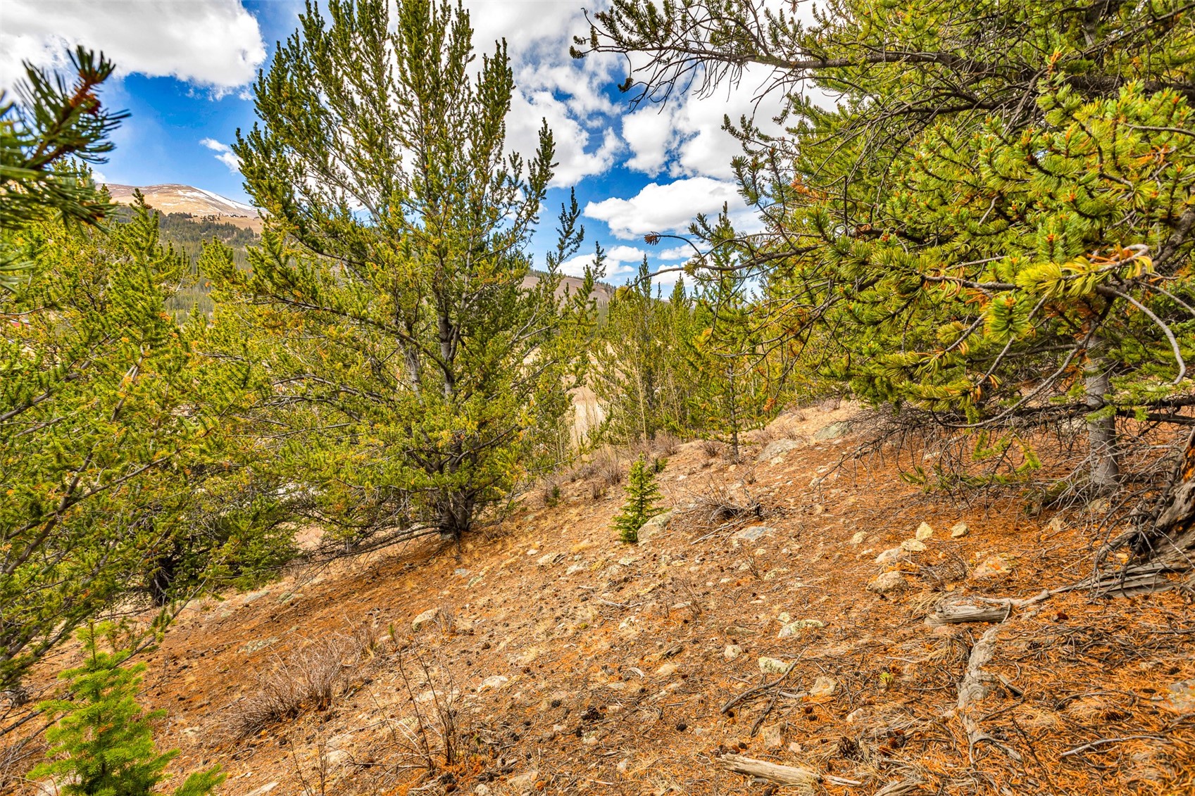 55780 Highway 9 Alma CO 80440