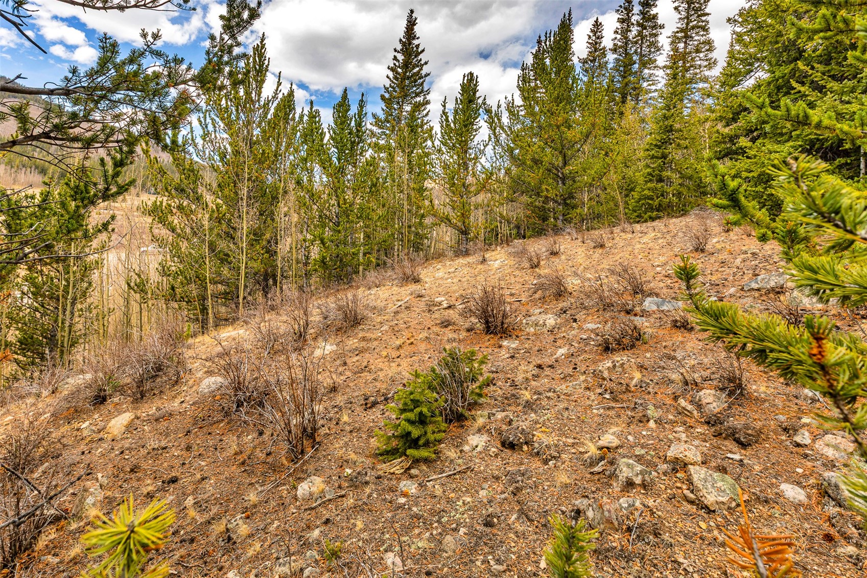 55780 Highway 9 Alma CO 80440