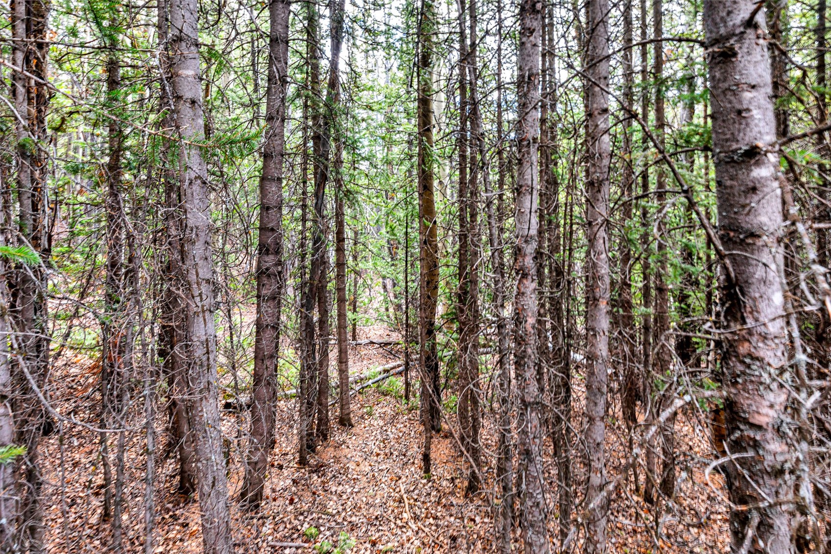 55780 Highway 9 Alma CO 80440