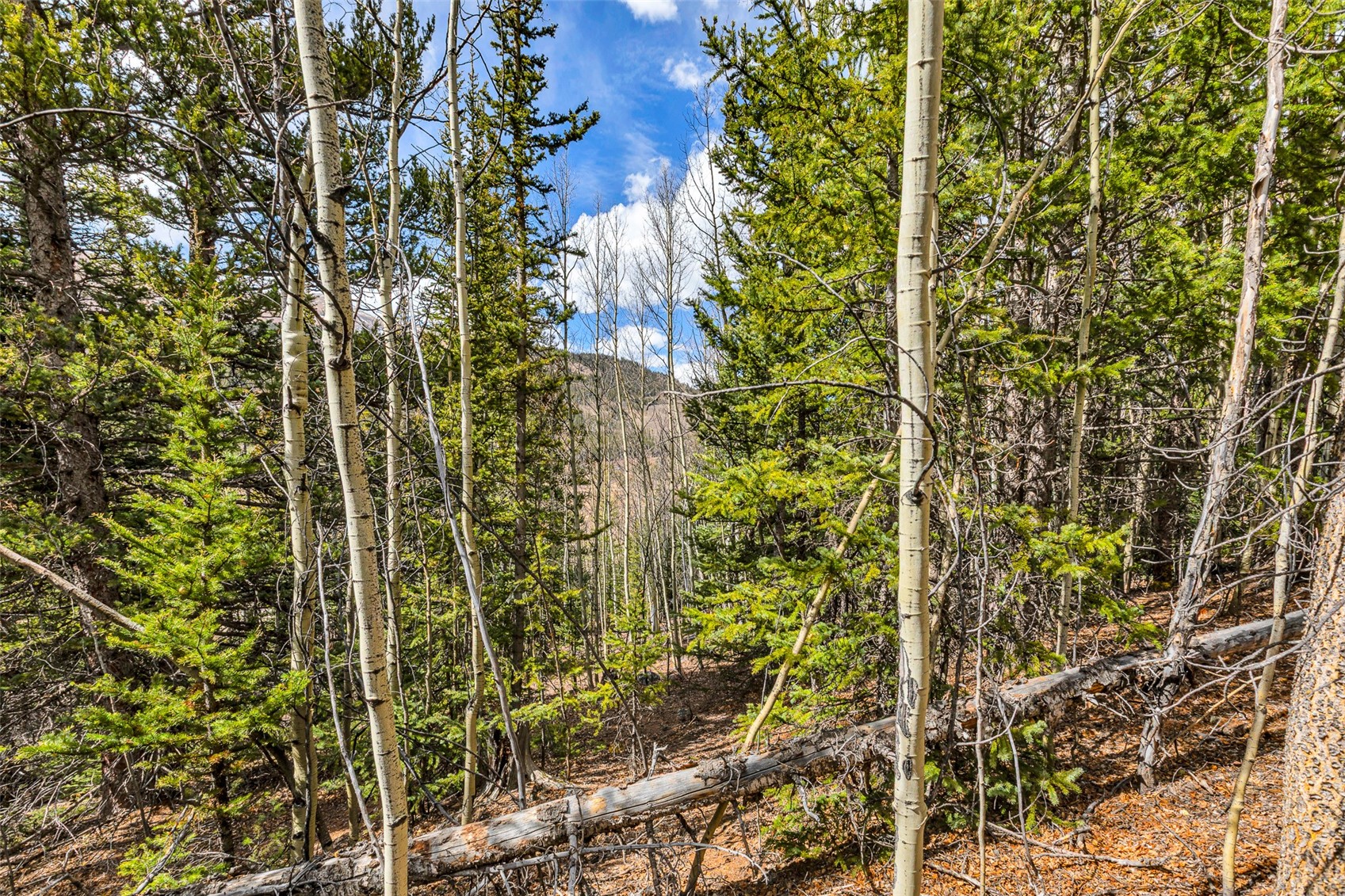 55780 Highway 9 Alma CO 80440