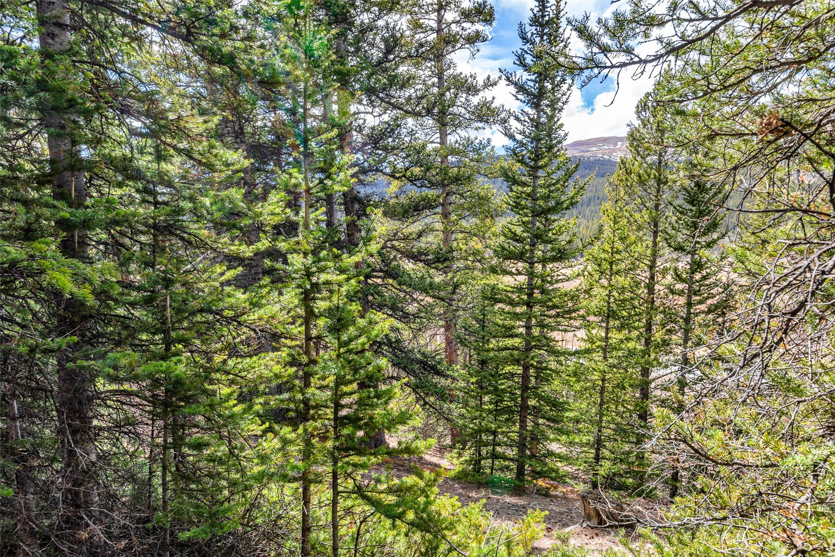 55780 Highway 9 Alma CO 80440