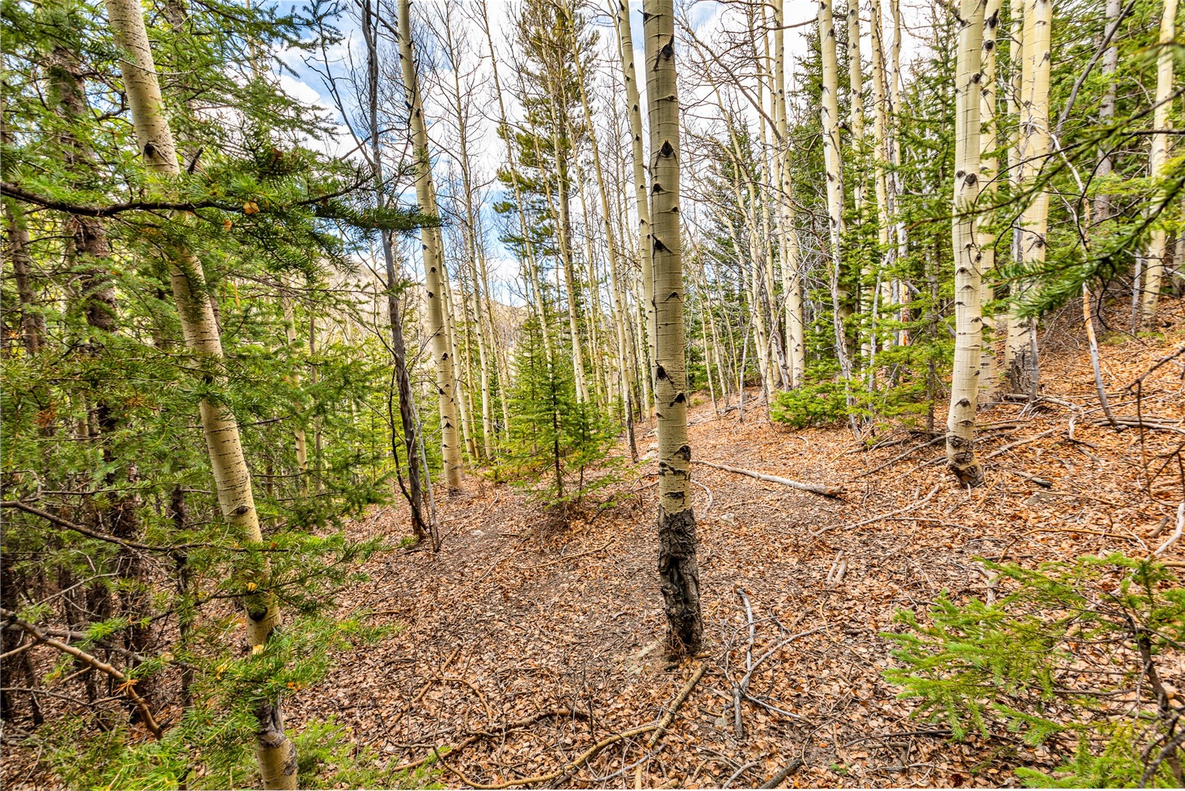 55780 Highway 9 Alma CO 80440