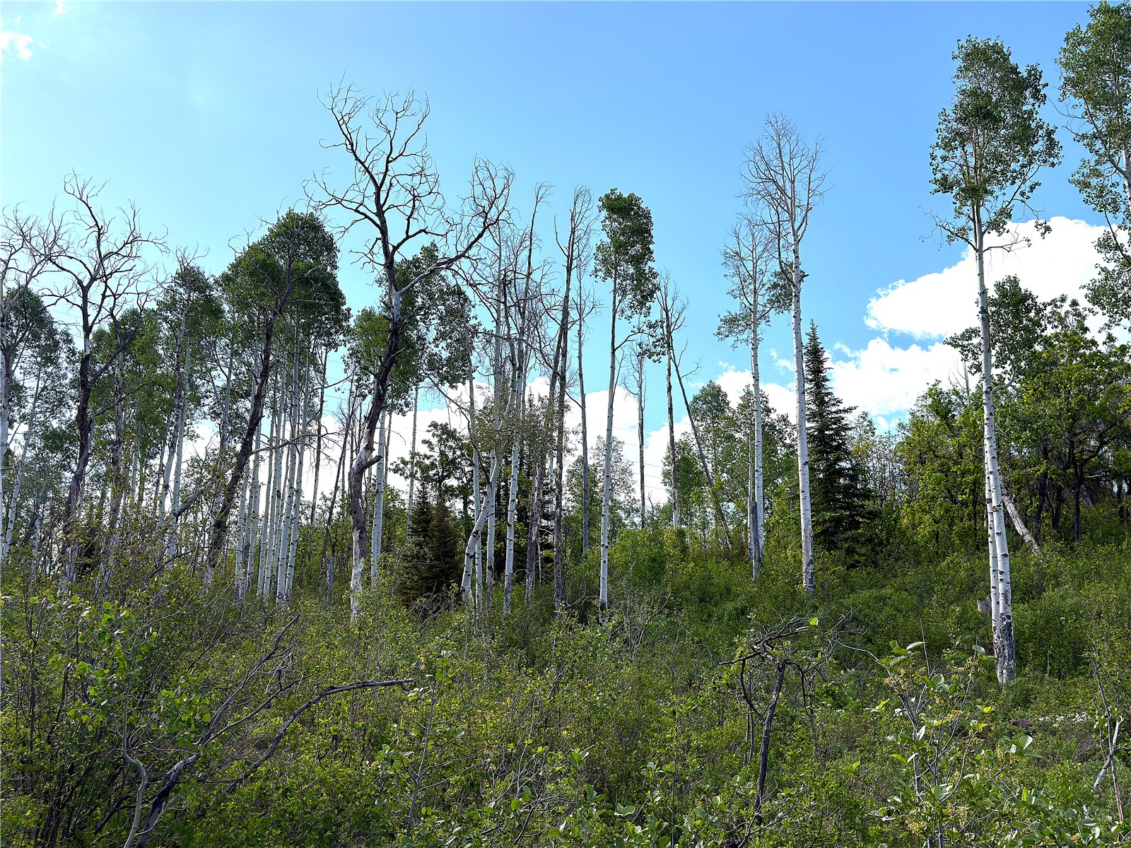 Tbd County Road 129 Steamboat Springs CO 80487