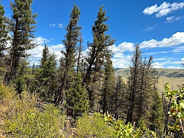 2022 Middle Fork Fairplay CO 80440