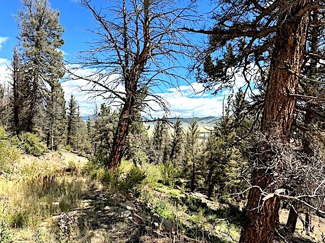 2022 Middle Fork Fairplay CO 80440