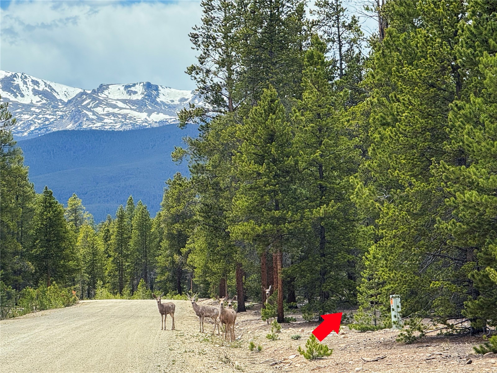 201 Snowshoe Rabbit Drive Leadville CO 80461