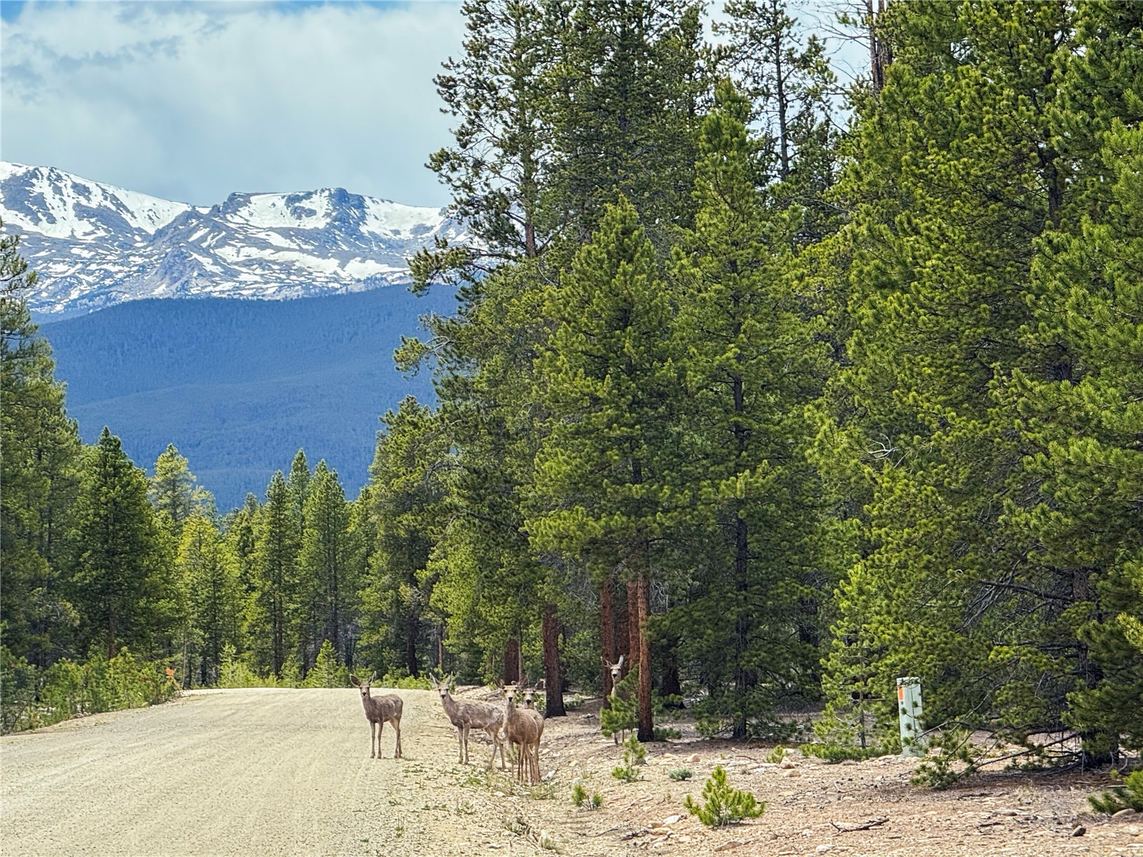 201 Snowshoe Rabbit Drive Leadville CO 80461
