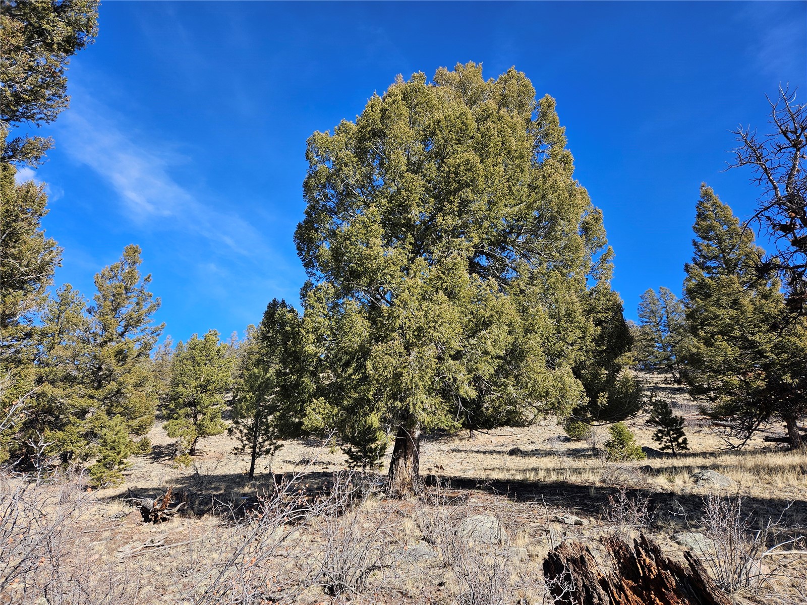 Lot 395 Bonell Drive Fairplay CO 80440