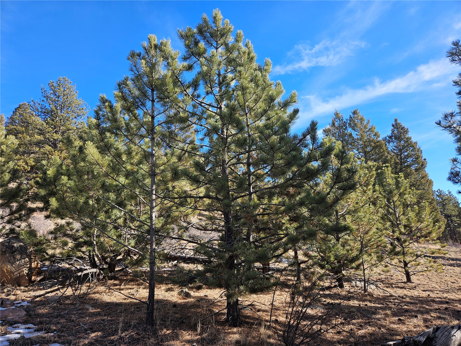 Lot 395 Bonell Drive Fairplay CO 80440