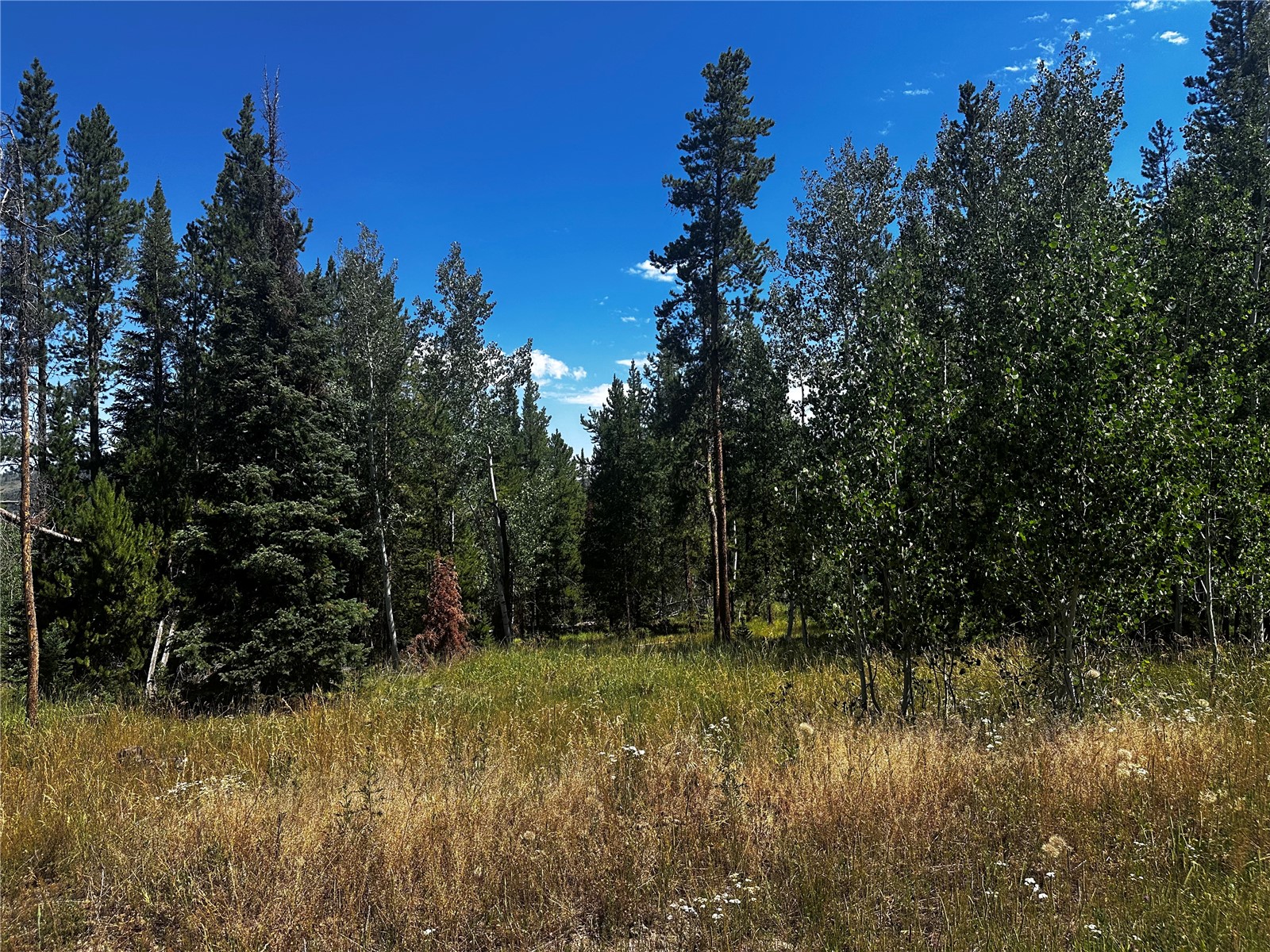 33255 Filly Trail Oak Creek CO 80467