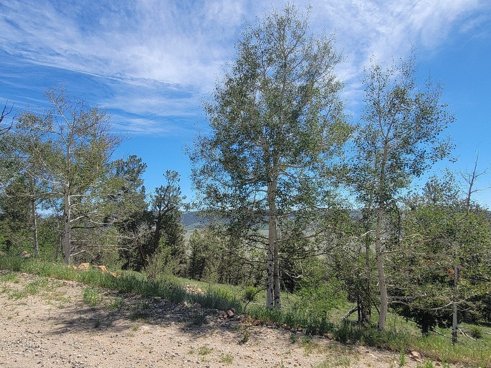 5217 Middle Fork Fairplay CO 80440