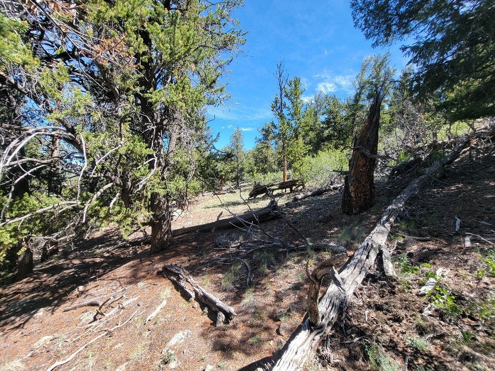 5217 Middle Fork Fairplay CO 80440