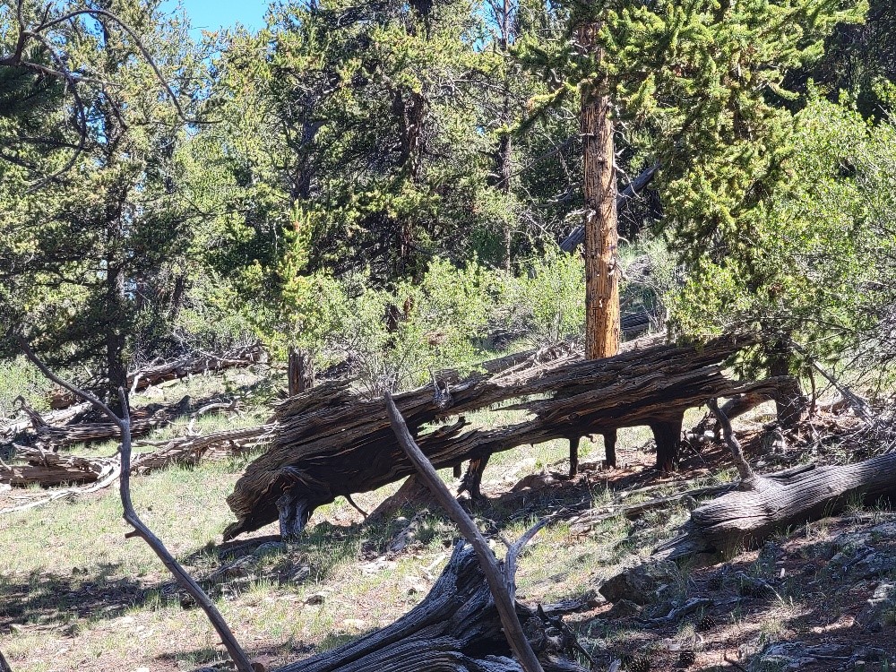 5217 Middle Fork Fairplay CO 80440