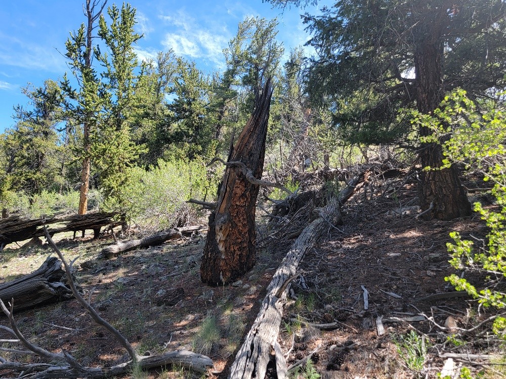 5217 Middle Fork Fairplay CO 80440