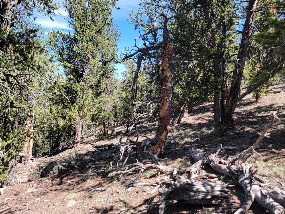 5217 Middle Fork Fairplay CO 80440