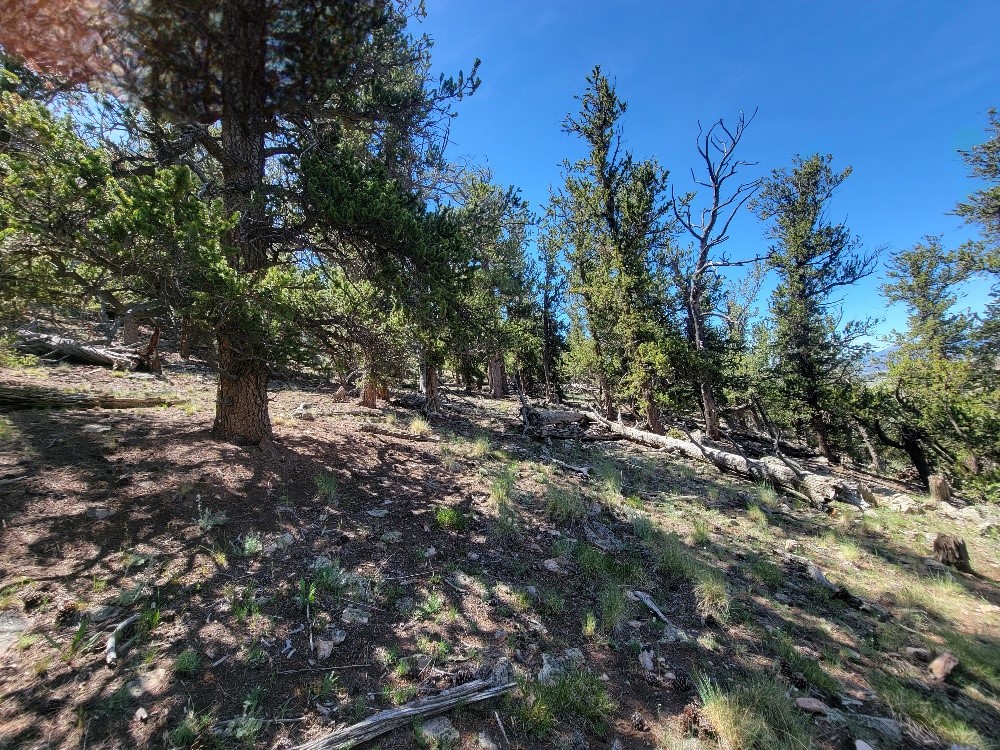 5217 Middle Fork Fairplay CO 80440