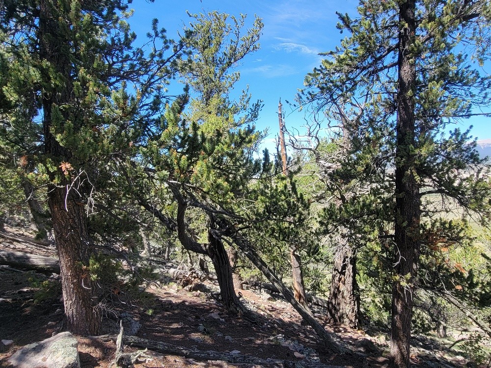 5217 Middle Fork Fairplay CO 80440