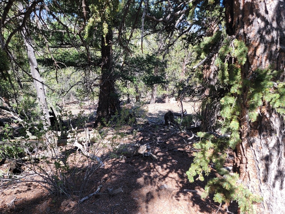 5217 Middle Fork Fairplay CO 80440