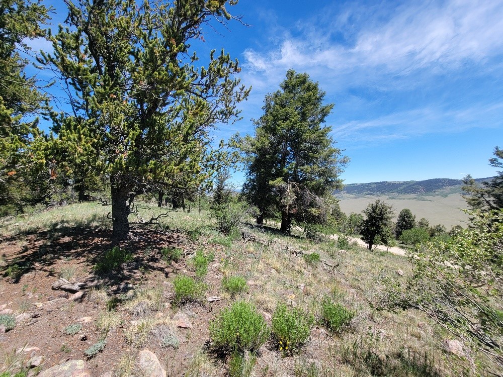 5217 Middle Fork Fairplay CO 80440