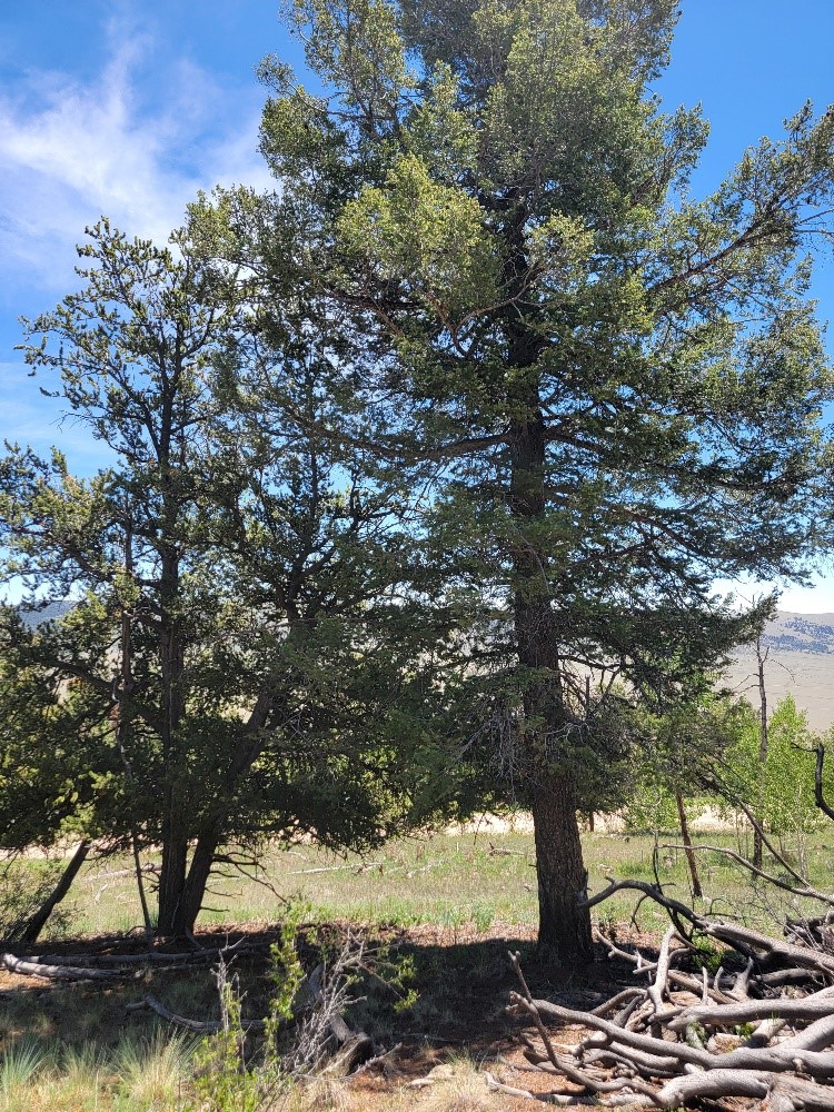 5217 Middle Fork Fairplay CO 80440