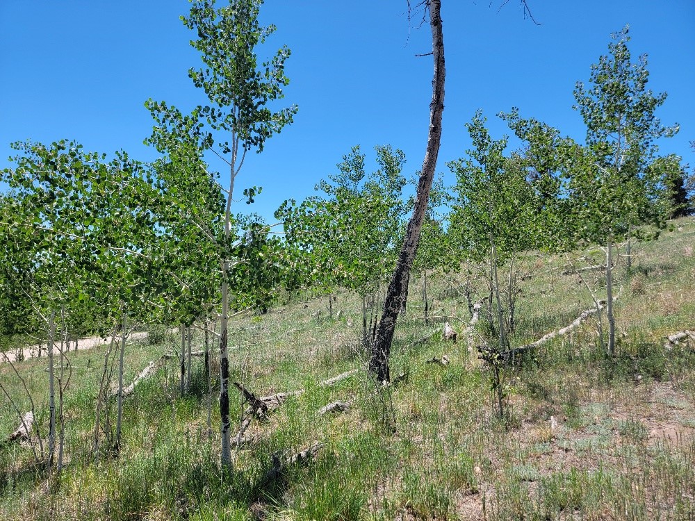 5217 Middle Fork Fairplay CO 80440