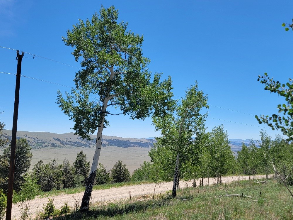 5217 Middle Fork Fairplay CO 80440