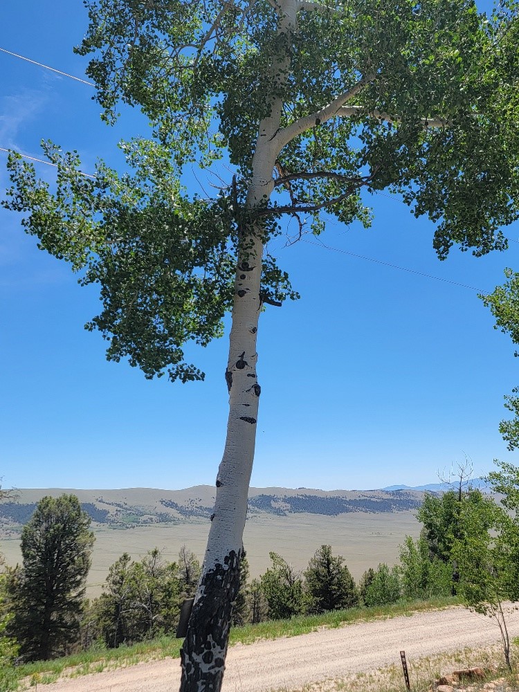 5217 Middle Fork Fairplay CO 80440
