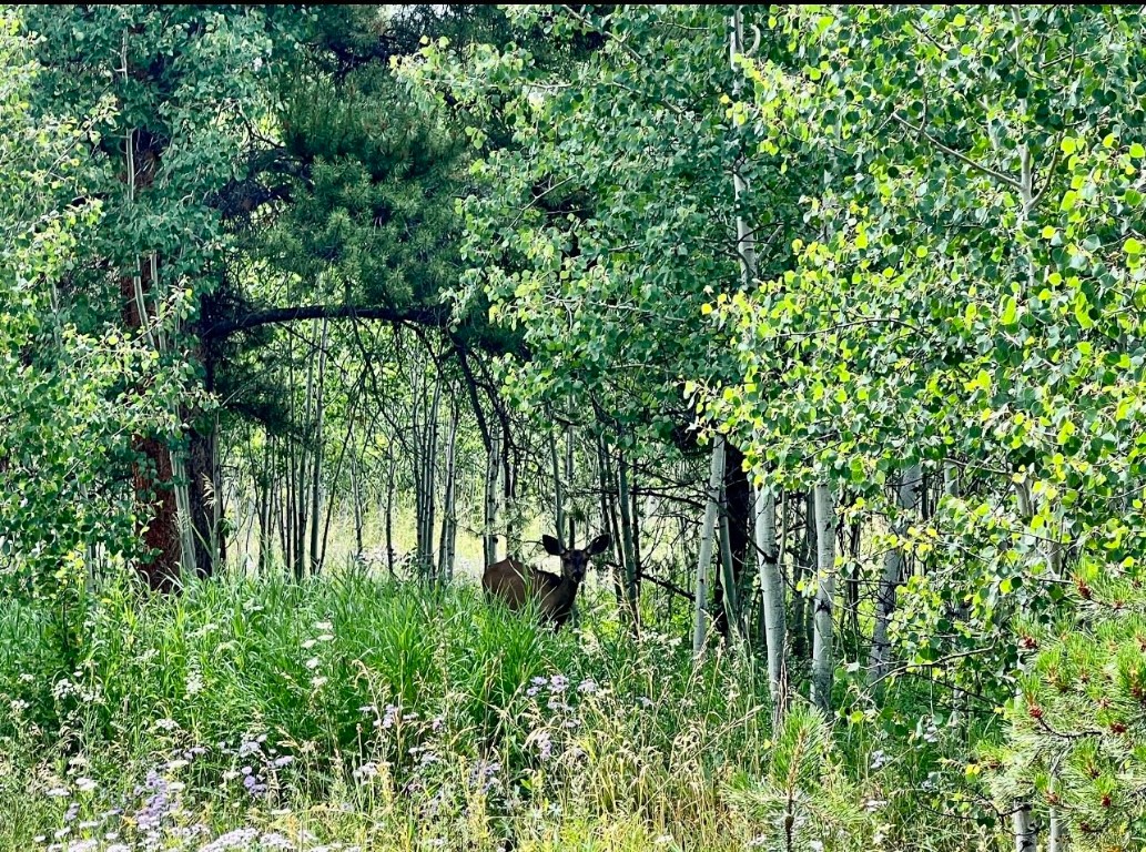 Lot 28 Haywagon Trail Oak Creek CO 80467