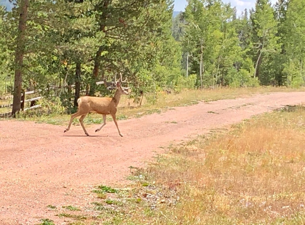 Lot 28 Haywagon Trail Oak Creek CO 80467