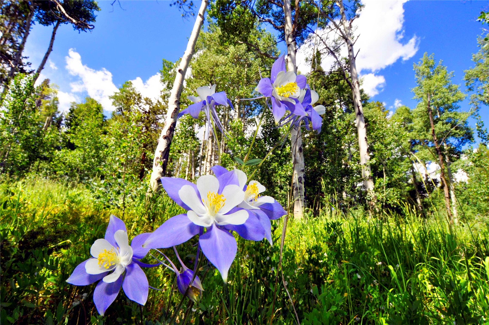 2635 Hunters Knob Road Silverthorne CO 80498