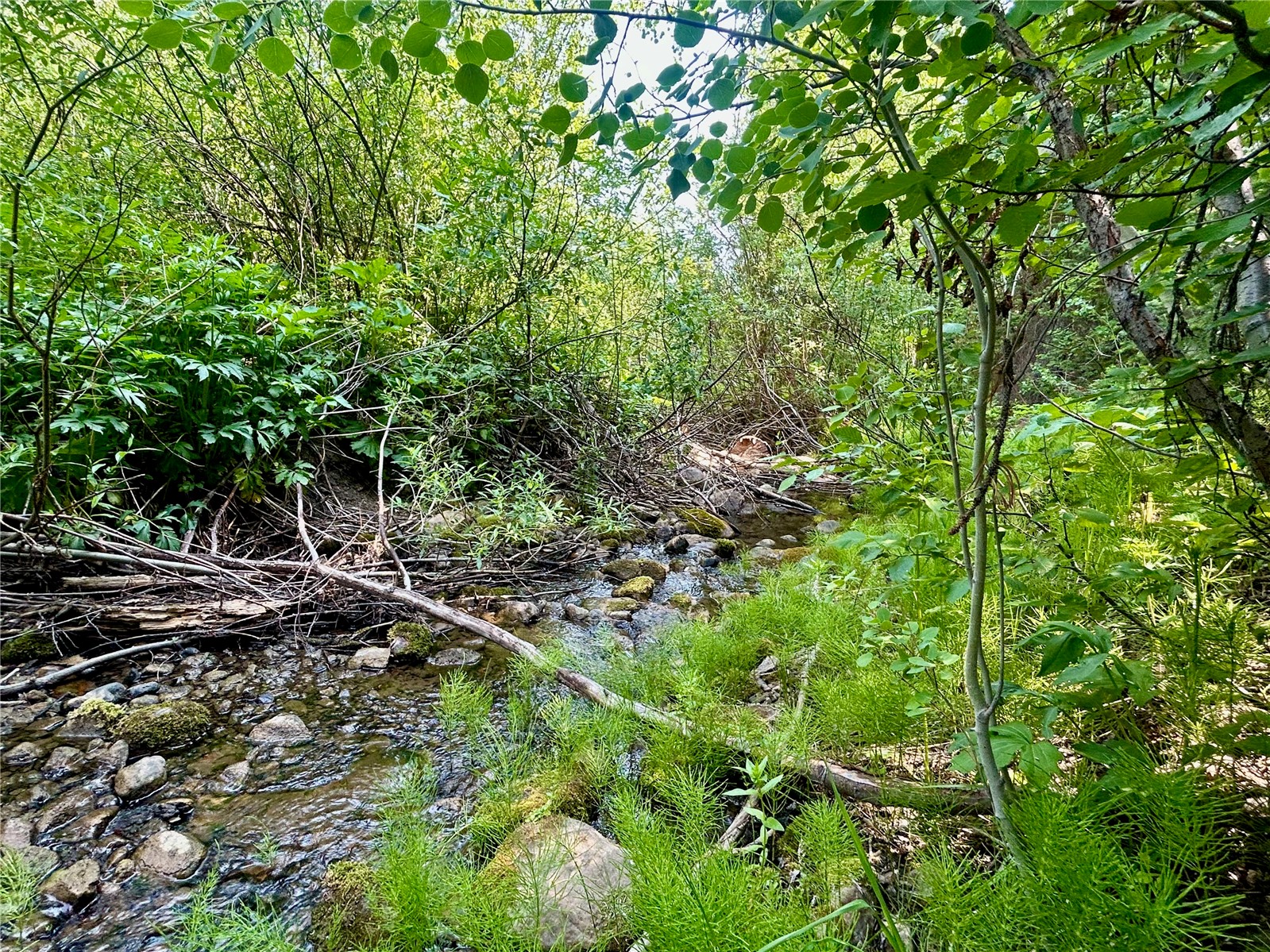 Lot 38 Colt Trail Oak Creek CO 80467
