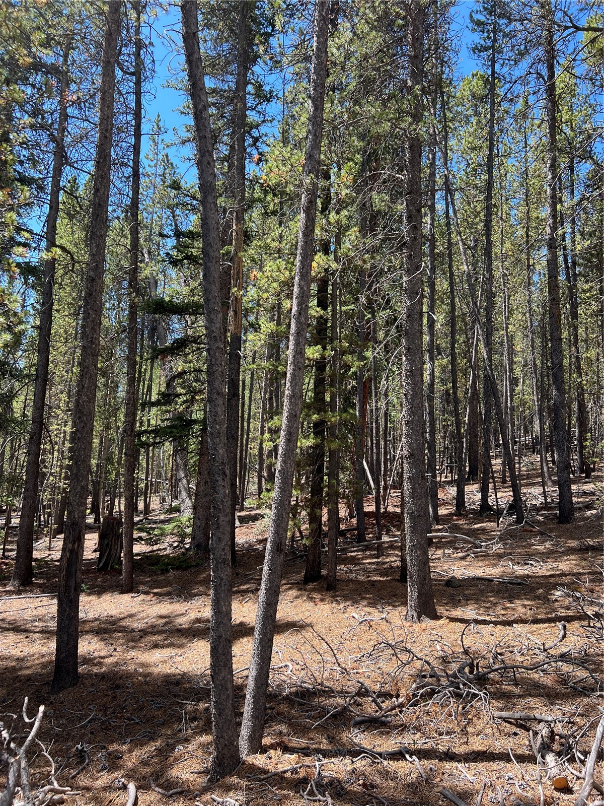 163 Co Road 665 Fairplay CO 80440