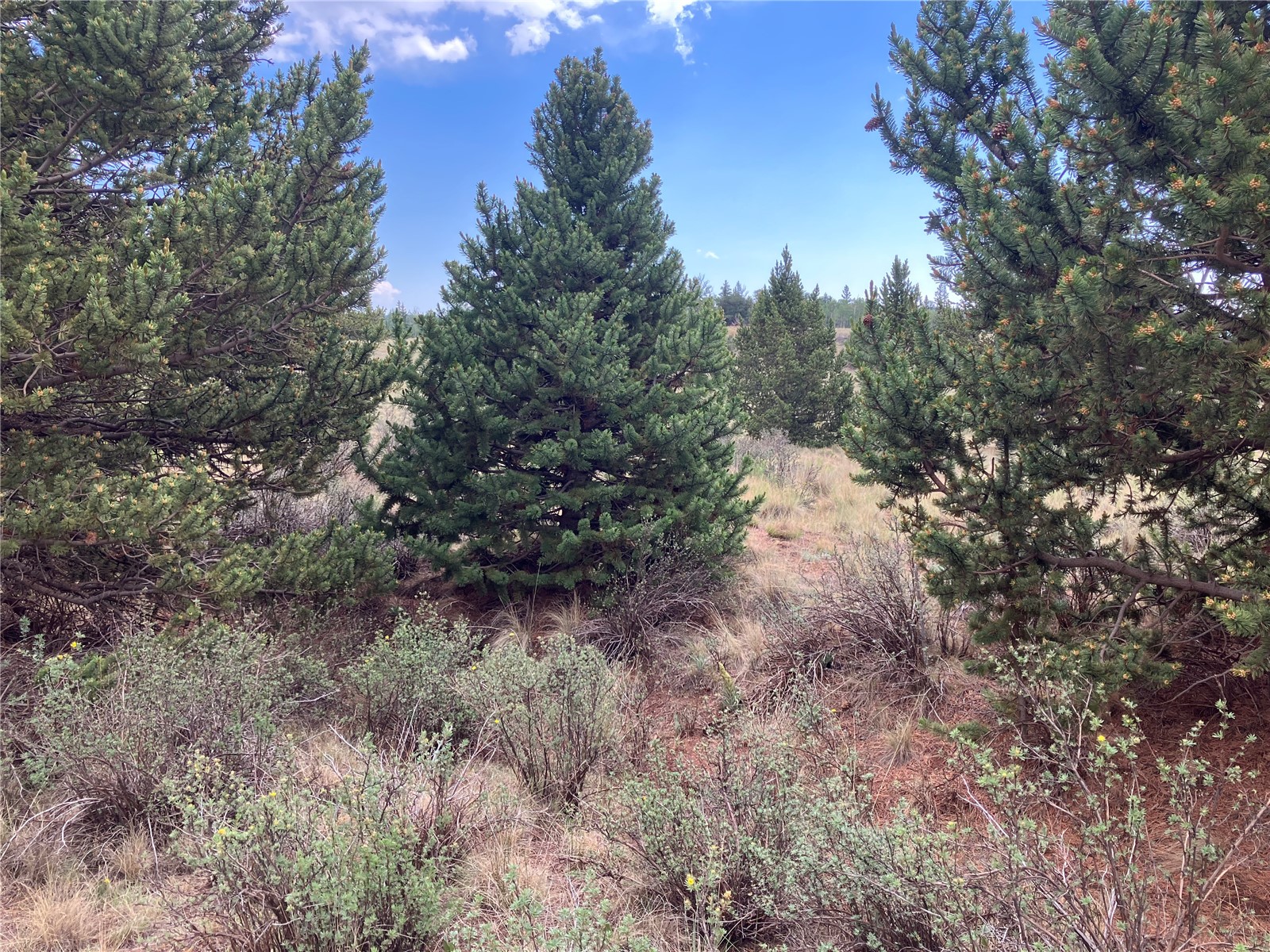 1344 Silverheels Road Fairplay CO 80440