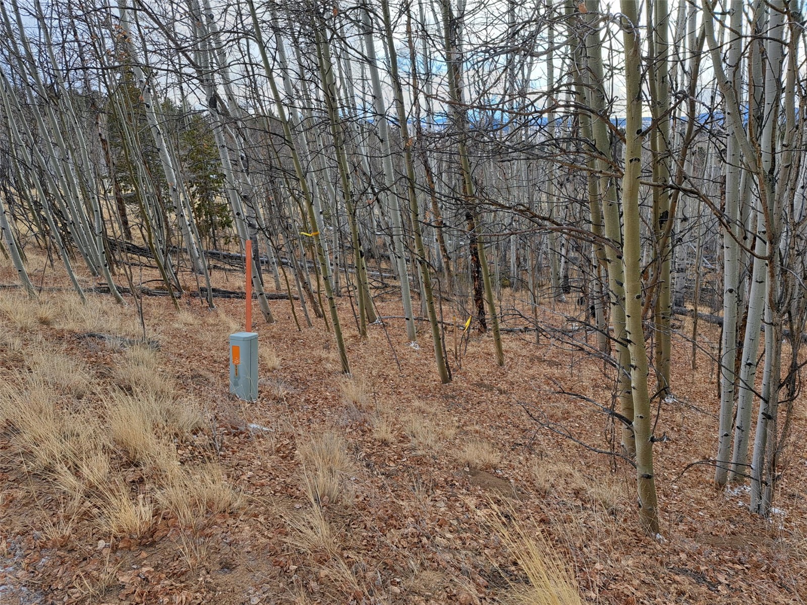 503 Sugar Loaf Lane Jefferson CO 80456