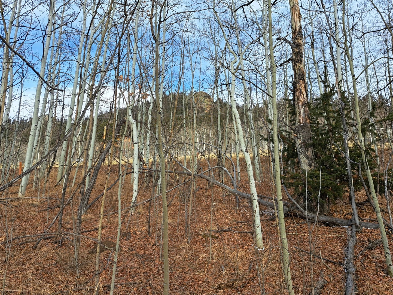 503 Sugar Loaf Lane Jefferson CO 80456