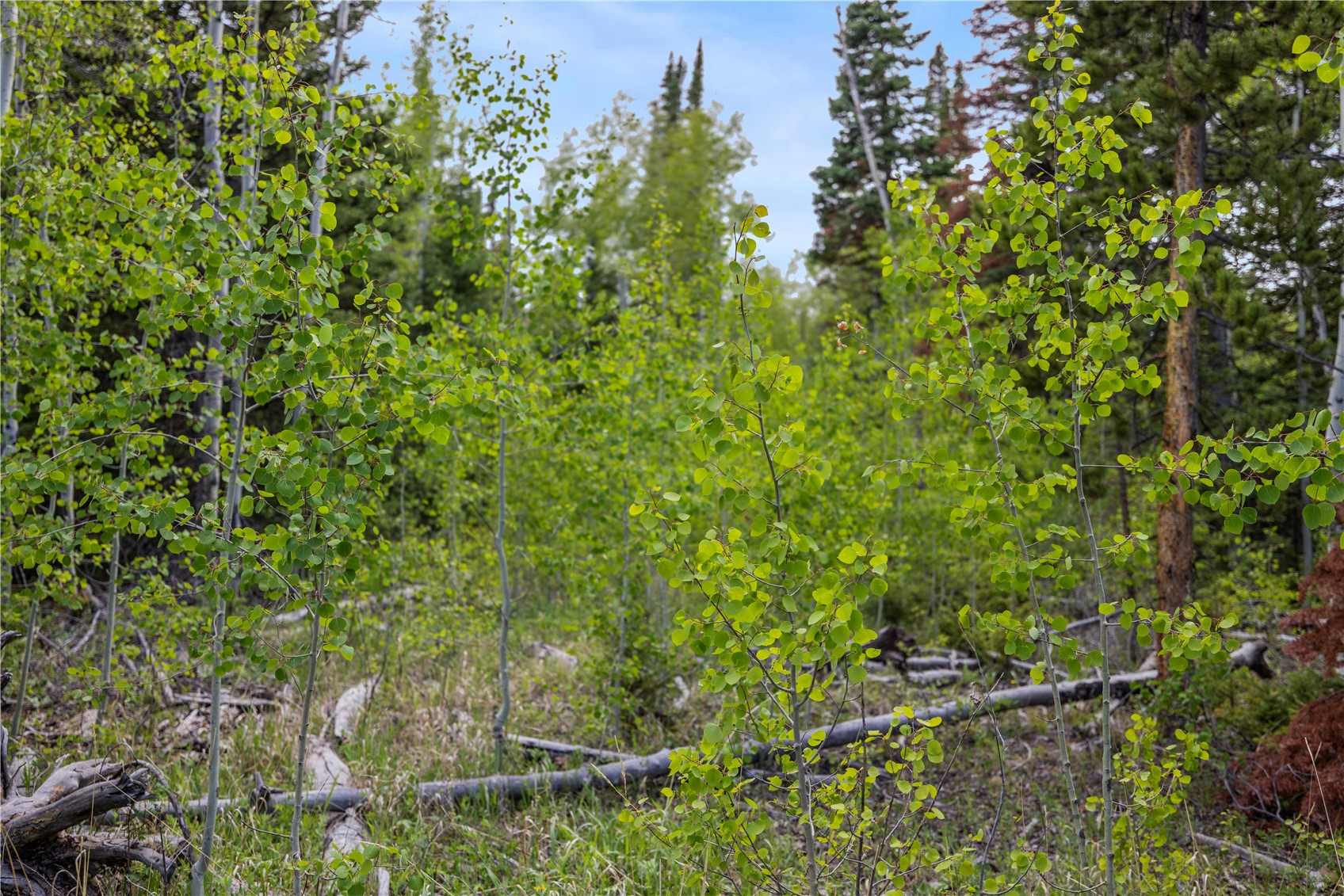 336 Blue Spruce Road Heeney CO 80498