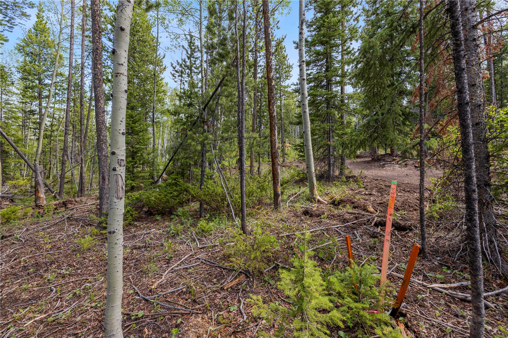 336 Blue Spruce Road Heeney CO 80498