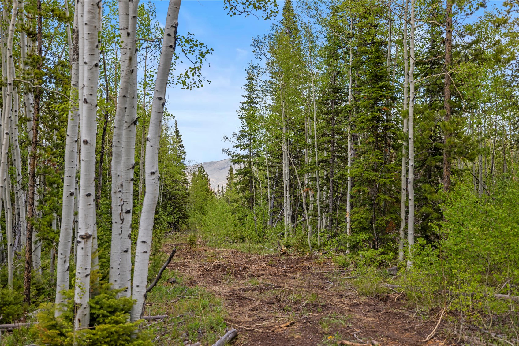 336 Blue Spruce Road Heeney CO 80498