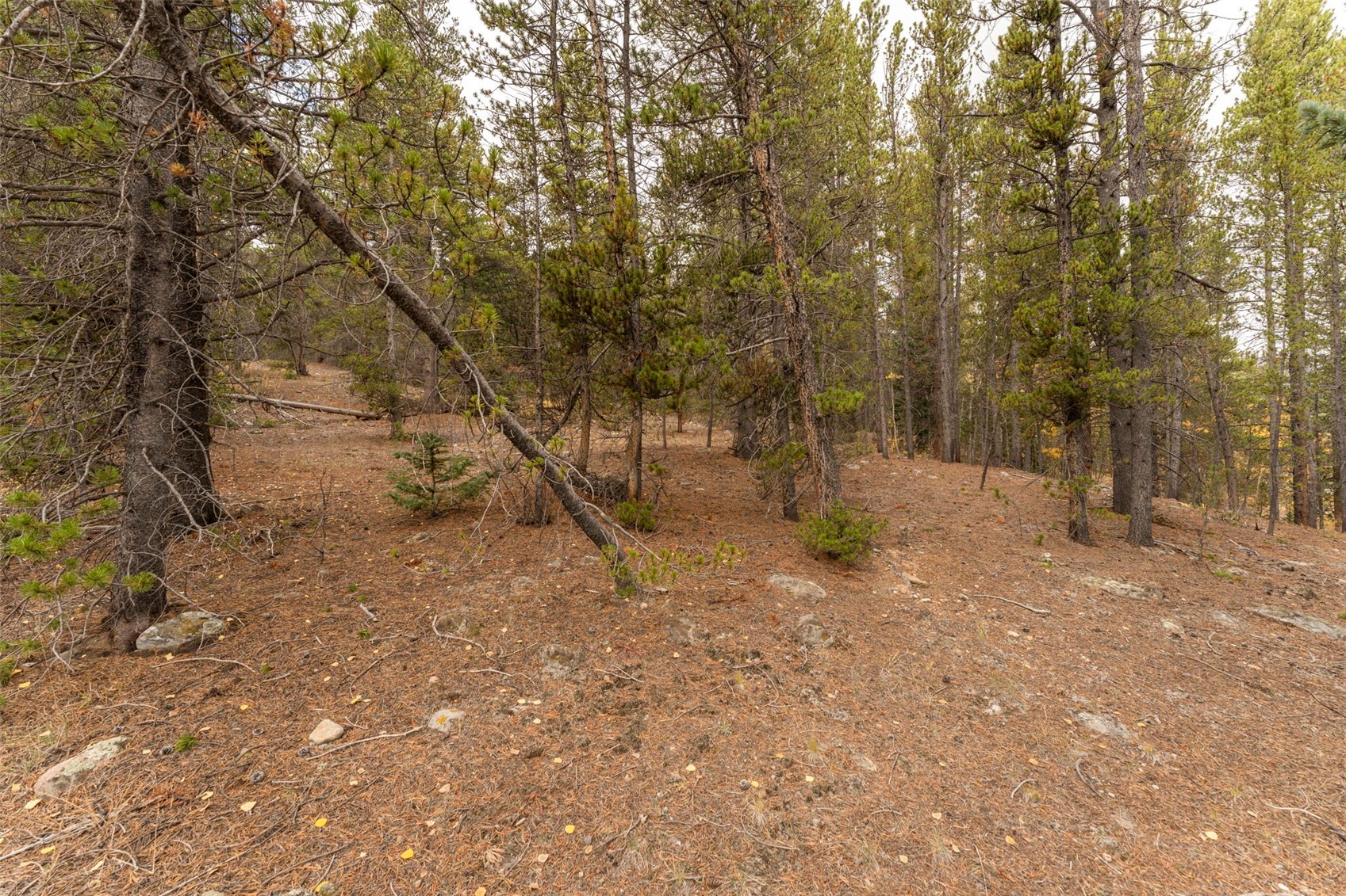 Tbd 10th Alma CO 80420