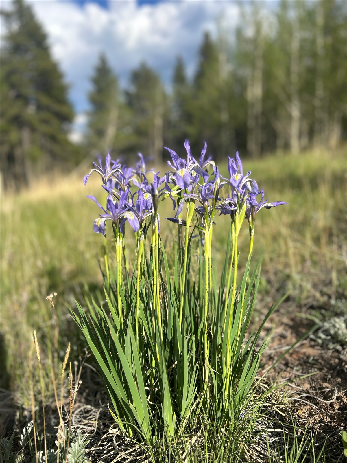 TBD0 19th Alma CO 80420