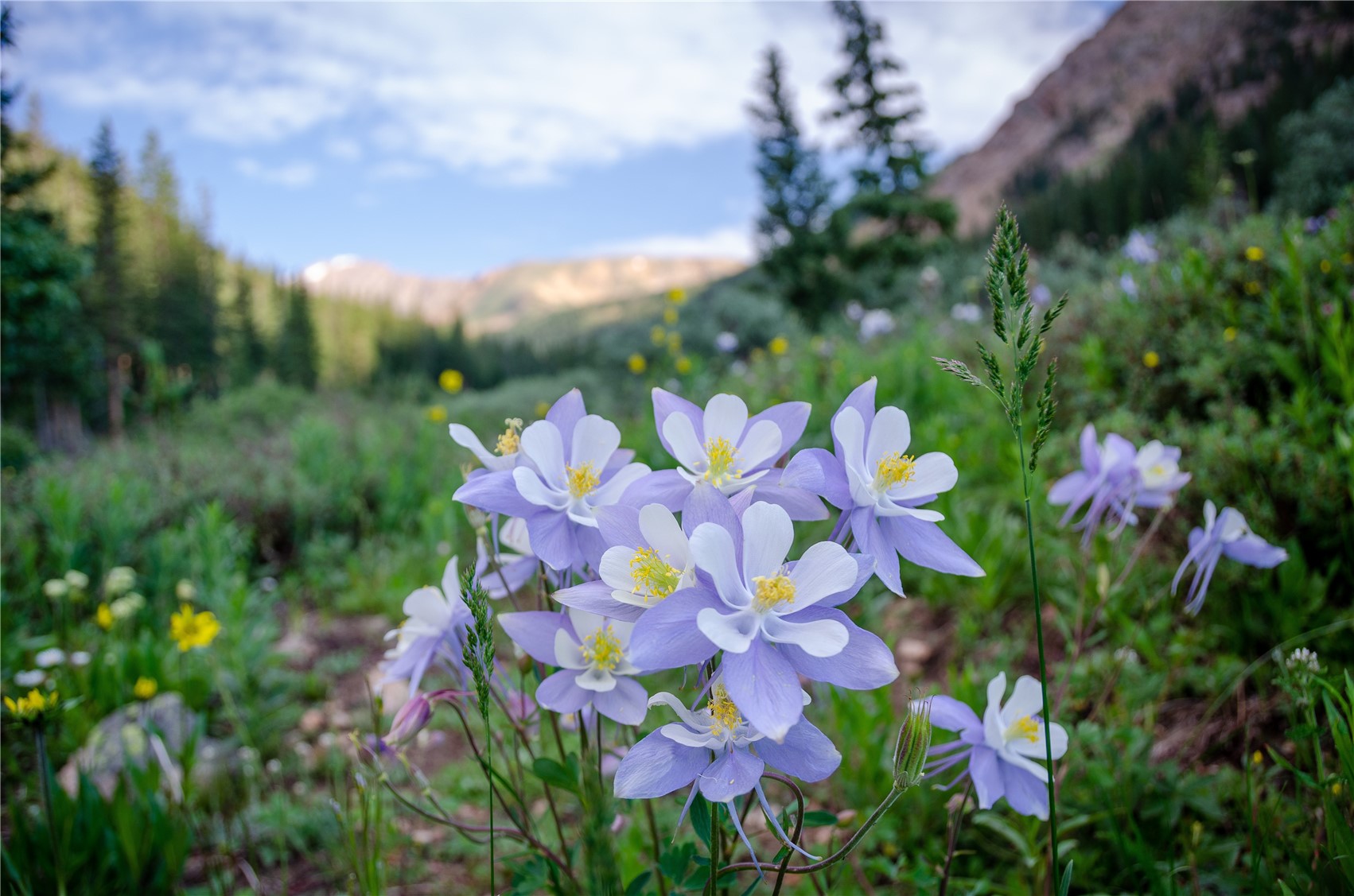 988 Bald Eagle Road Silverthorne CO 80498