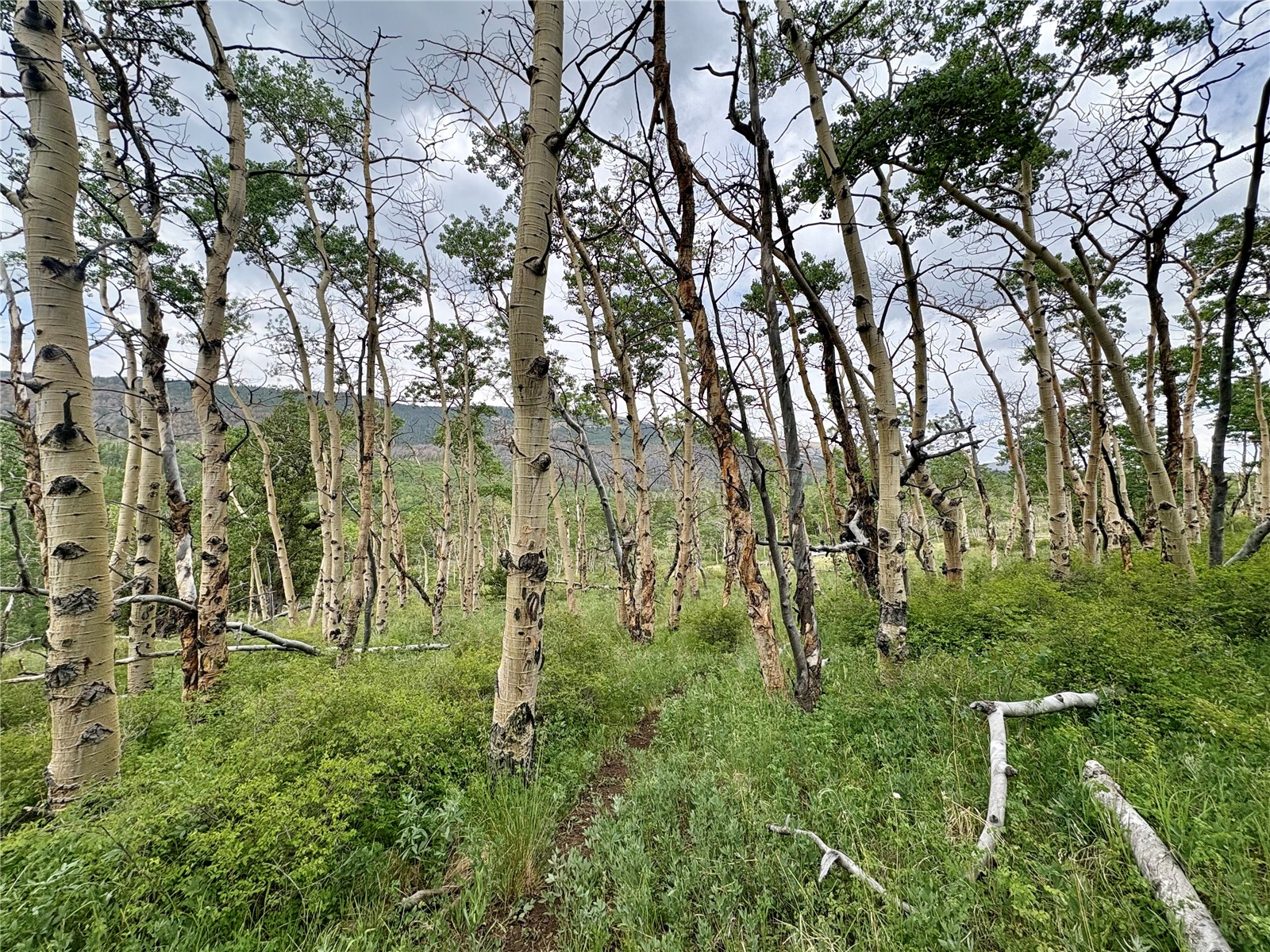 74 Forest Drive Fairplay CO 80440